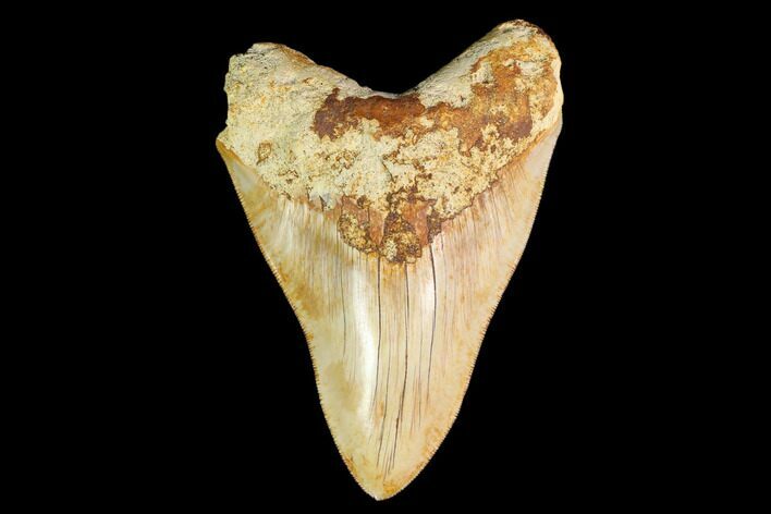 Serrated, Fossil Megalodon Tooth - Indonesia #148155